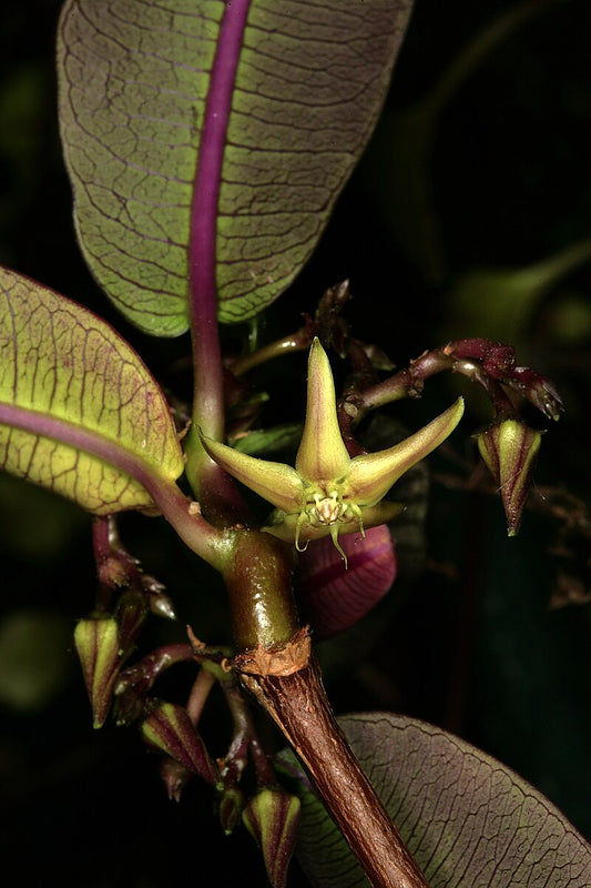 FOCKEA (ISCHNOLEPSIS) NATALENSIS
