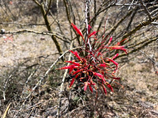 FOUQUIERIA MACDOUGALII