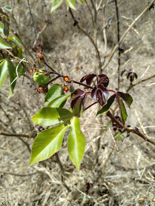 JATROPHA GOSSYPIIFOLIA