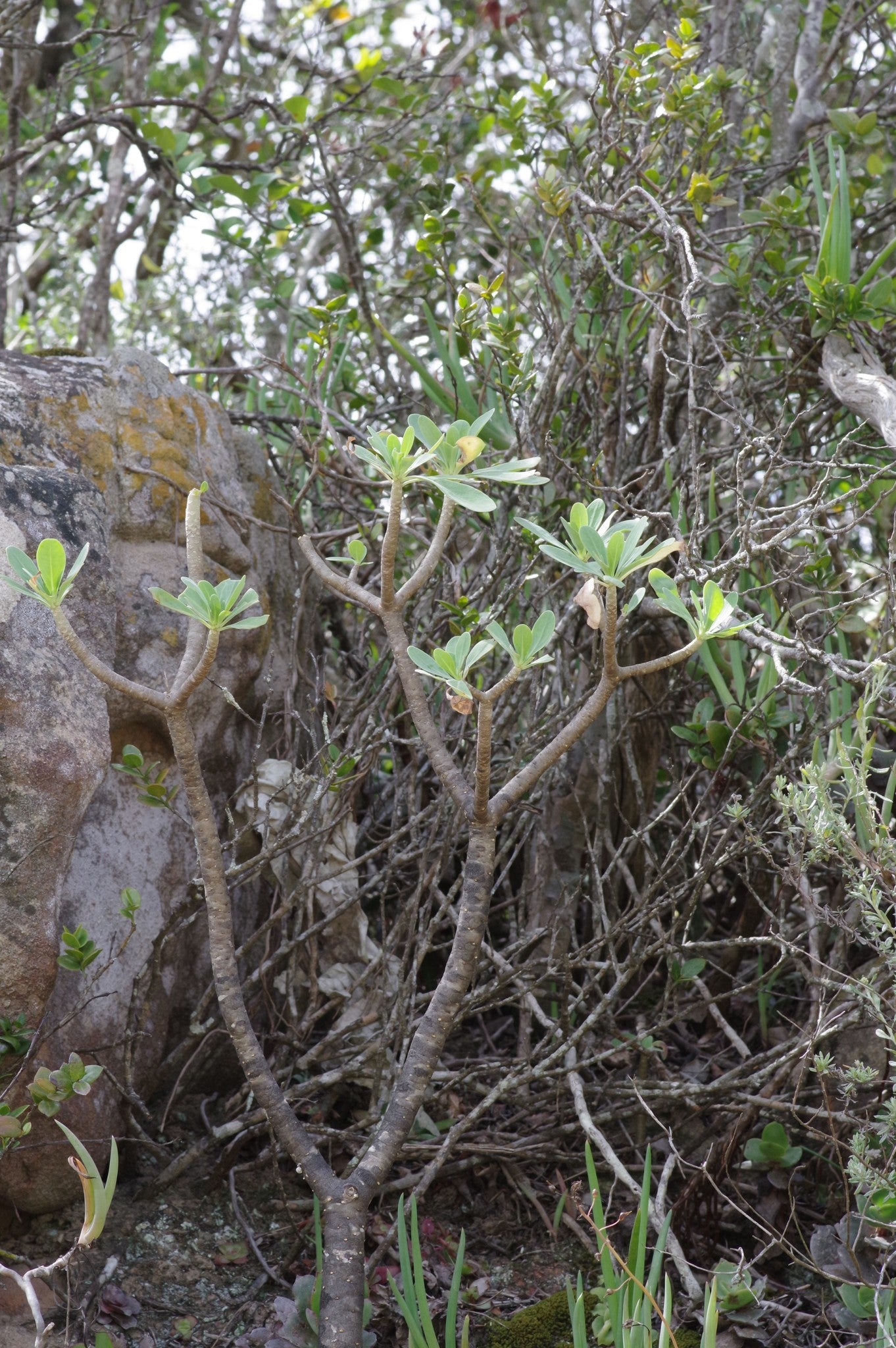 OTHONNA TRIPLINERVIA