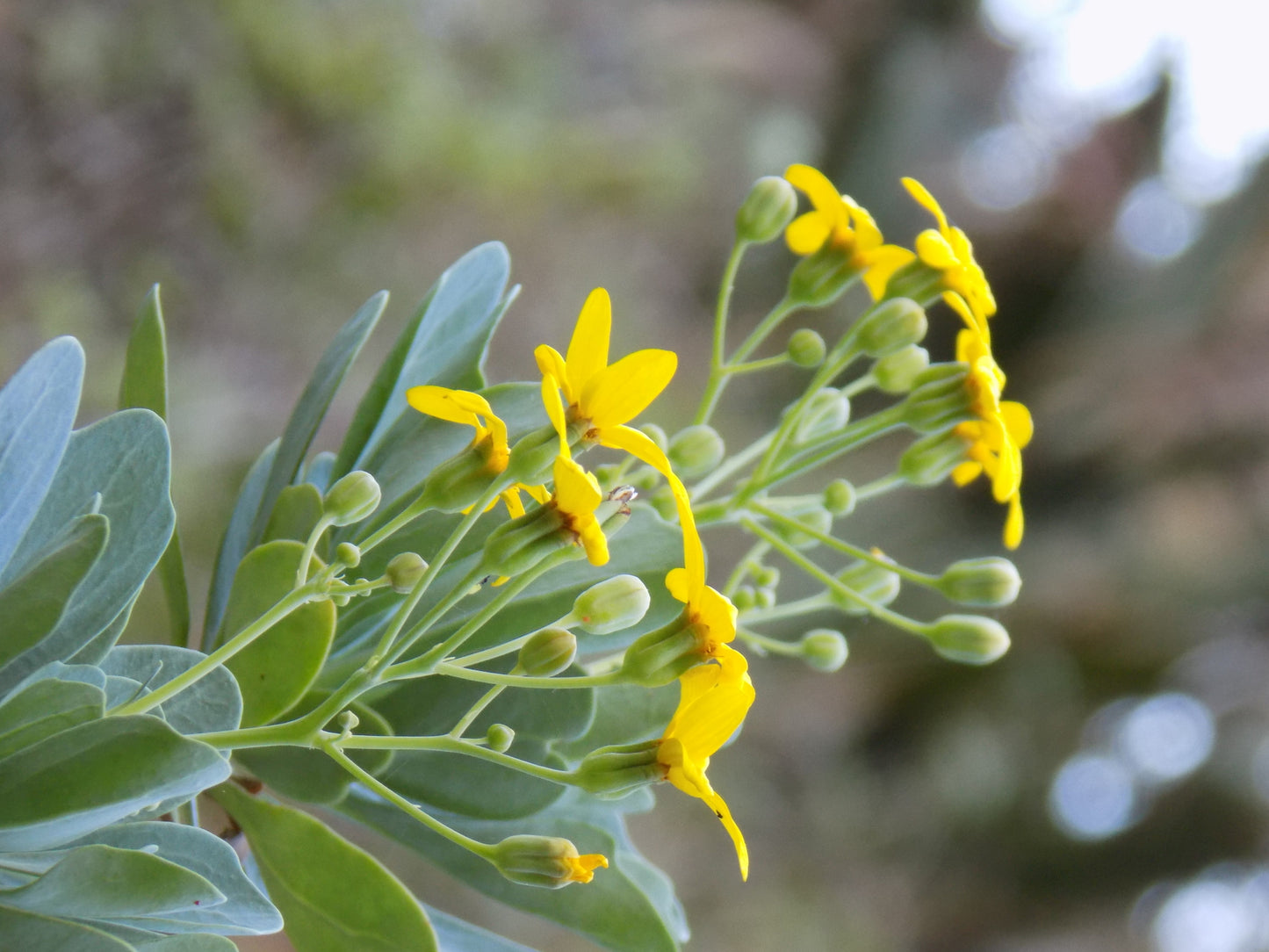 OTHONNA TRIPLINERVIA