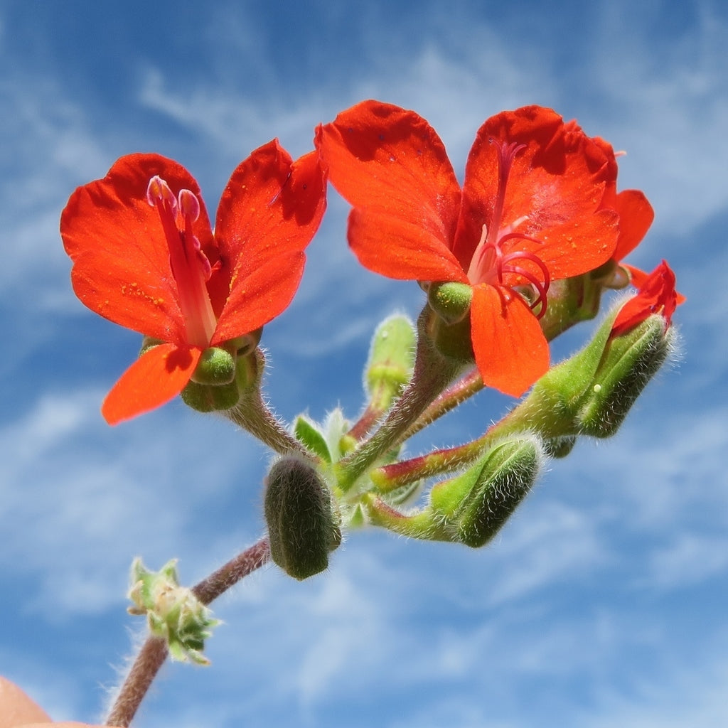 PELARGONIUM FULGIDUM