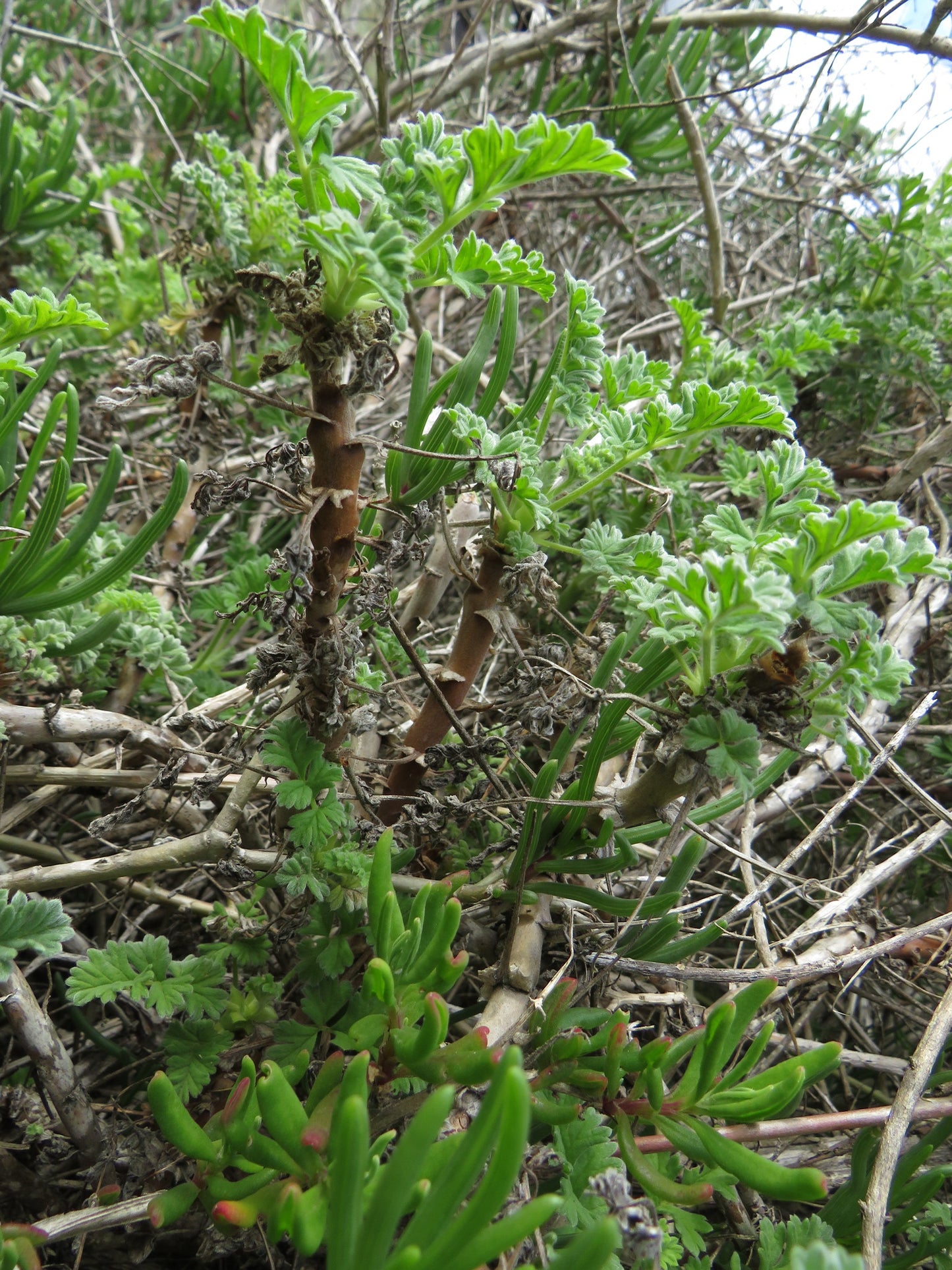 PELARGONIUM FULGIDUM
