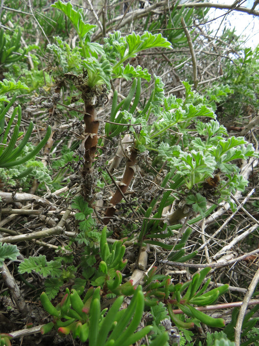 PELARGONIUM FULGIDUM